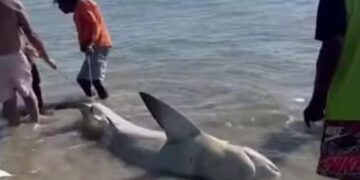 Pescadores retiram tubarão-cabeça-chata do mar e cortam barbatanas
