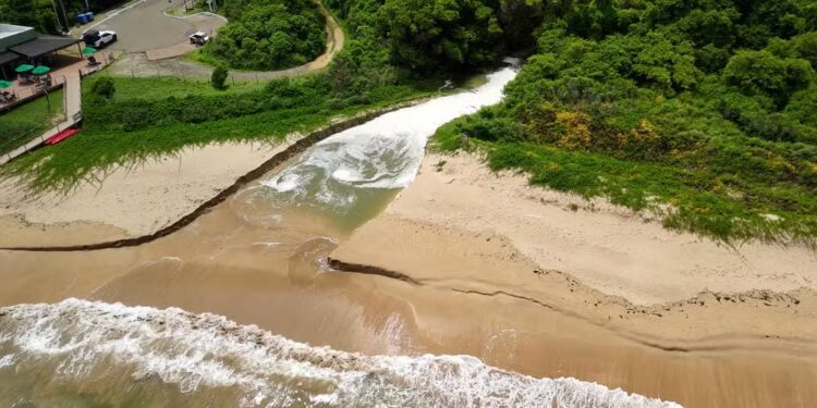 Registro do mangue alertou pesquisadores