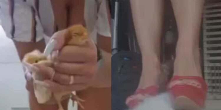 Mulher presa por matar animais confessa que fez vídeos com finalidade de excitação sexualMulher presa por matar animais confessa que fez vídeos com finalidade de excitação sexual