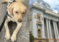 Cão de suporte emocional foi impedido de embarcar em avião