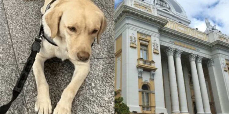 Cão de suporte emocional foi impedido de embarcar em avião