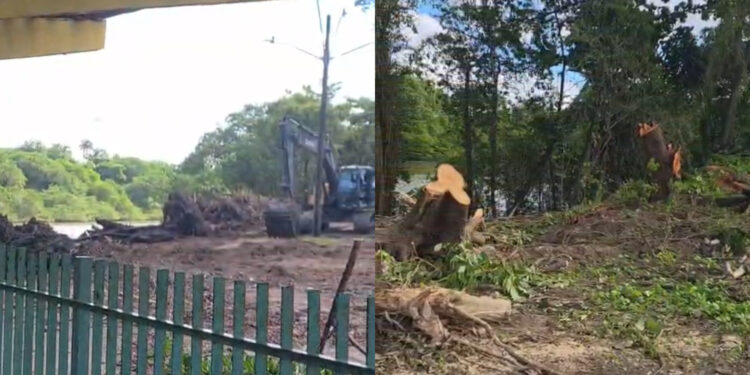 Imagens mostram área de Mata Atlântica devastada para obra