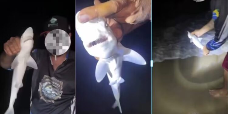 Homem brinca com filhote de tubarão na praia de Boa Viagem, na Zona Sul do Recife