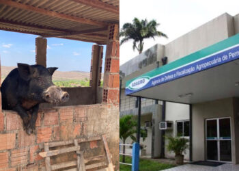 Adagro alerta para o risco da disseminação dessas espécies invasoras
