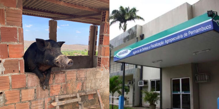 Adagro alerta para o risco da disseminação dessas espécies invasoras