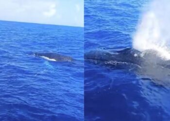 Pescador filma encontro com duas baleias no mar de São José da Coroa Grande, no litoral de PE