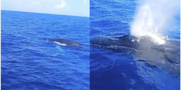 Pescador filma encontro com duas baleias no mar de São José da Coroa Grande, no litoral de PE