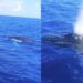 Pescador filma encontro com duas baleias no mar de São José da Coroa Grande, no litoral de PE