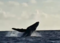 Baleia-jubarte foi vista por pescadores no mar de Maracaípe. Imagem: Reprodução.