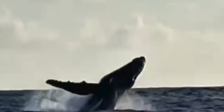 Baleia-jubarte foi vista por pescadores no mar de Maracaípe. Imagem: Reprodução.