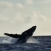Baleia-jubarte foi vista por pescadores no mar de Maracaípe. Imagem: Reprodução.