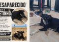 Animal desapareceu há dez dias após fugir assustado com fogos