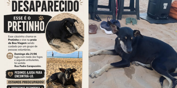 Animal desapareceu há dez dias após fugir assustado com fogos