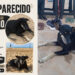 Animal desapareceu há dez dias após fugir assustado com fogos