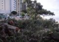 Moradores de Boa Viagem protestam contra derrubada de árvores centenárias