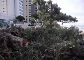 Moradores de Boa Viagem protestam contra derrubada de árvores centenárias