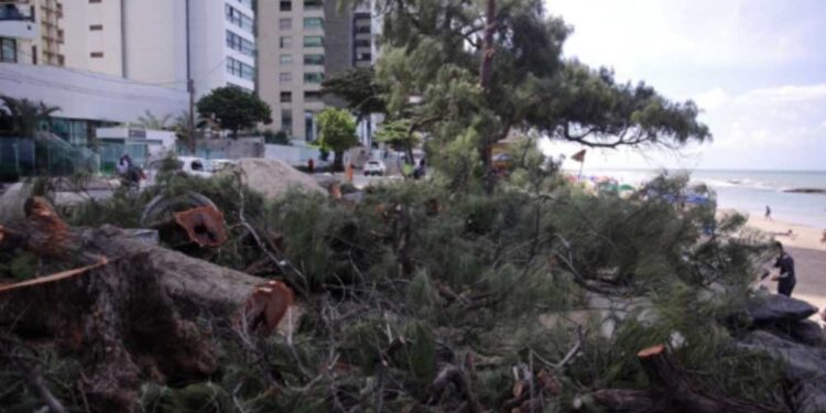 Moradores de Boa Viagem protestam contra derrubada de árvores centenárias