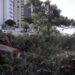 Moradores de Boa Viagem protestam contra derrubada de árvores centenárias