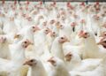 O manejo nutricional aumenta a rentabilidade ao dar suporte aos tecidos e músculos