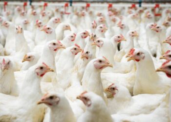 O manejo nutricional aumenta a rentabilidade ao dar suporte aos tecidos e músculos