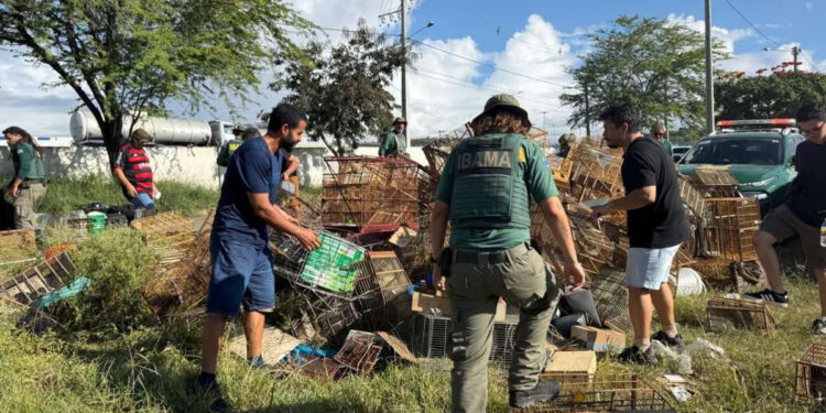 Operação também resultou na aplicação de aproximadamente R$ 1 milhão em multas