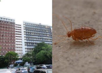 Infestação de pulgas interdita Centro de Filosofia e Ciências Humanas da UFPE