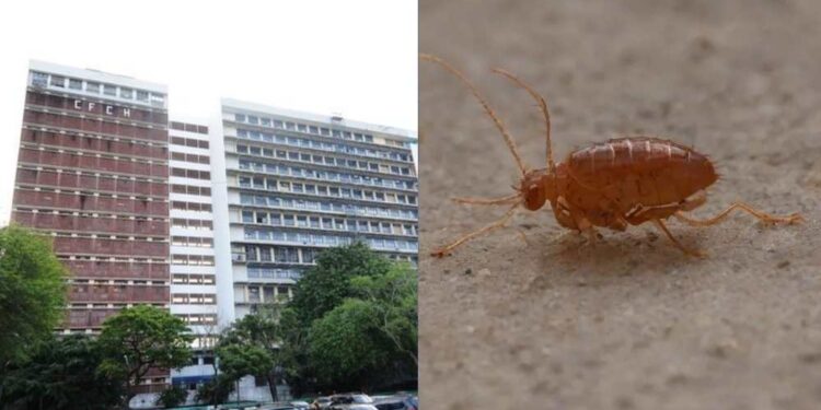 Infestação de pulgas interdita Centro de Filosofia e Ciências Humanas da UFPE