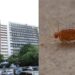 Infestação de pulgas interdita Centro de Filosofia e Ciências Humanas da UFPE
